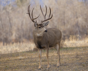 Buck Deer with Antlers in Rocky Mountain Arsenal