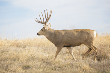 Buck Deer with Antlers in Rocky Mountain Arsenal