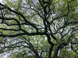 Fototapeta premium Oak tree branches