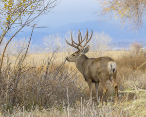 Naklejka na ściany i meble Buck Deer with Antlers in Rocky Mountain Arsenal