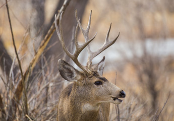 Buck Deer with Antlers in Rocky Mountain Arsenal