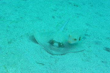 アニラオ 17 仲良しのエイとフグ