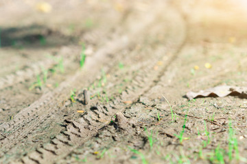 Trees are growing in arid areas.