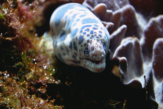 Moray Eels In Coral Reef