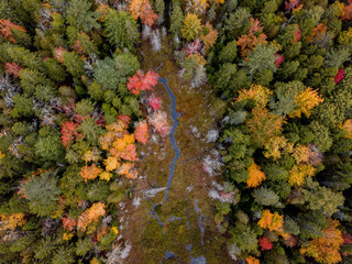 Drone Fall Foliage 