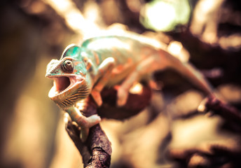 Chameleon
