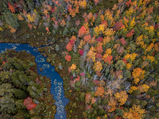 Fall Foliage Drone 