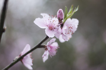 Fototapeta na wymiar Sakura Flower (Cherry Blossom)