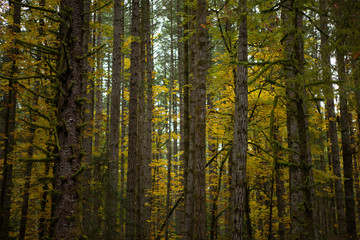 Forest trees in fall