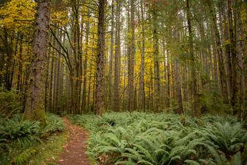 Path through ferns in fall
