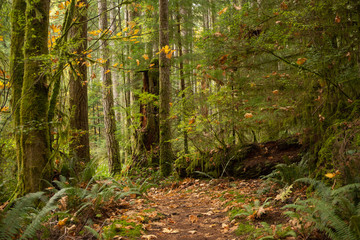 Path through fallen leaves