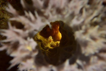 アニラオ 17 黄色いエビ