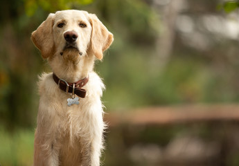 Young dog sitting in park