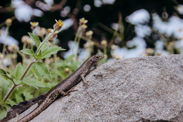 lizard dragon Trachylepis atlantica