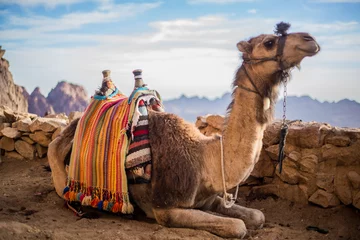 Fototapeten Camel at the Sinai Mountain in Egypt, south sinai.  © Germain