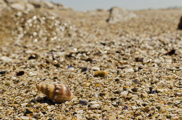 snail with beach background
