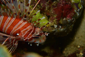アニラオ 17 lion fish