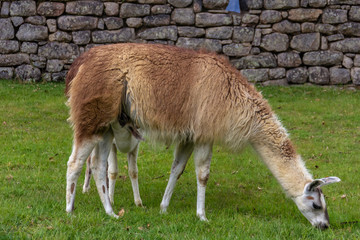 llama and her baby