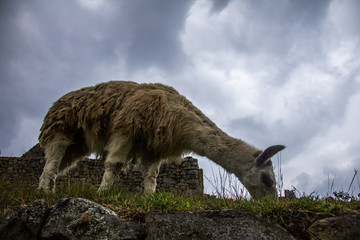 LLama and Sky
