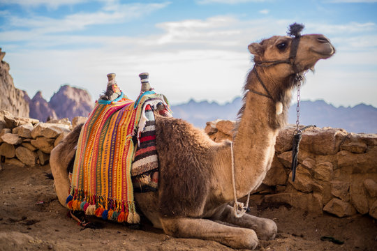 Camel at the Sinai Mountain in Egypt, south sinai. 