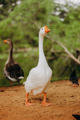 Obraz premium white goose