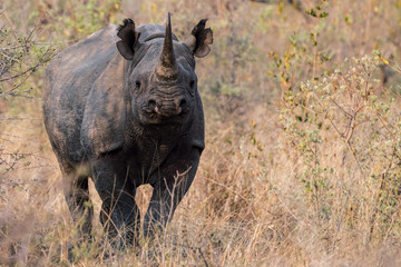 Black Rhino Strikes A Pose