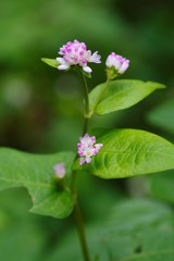 Polygonum thunbergii (Mizosoba)