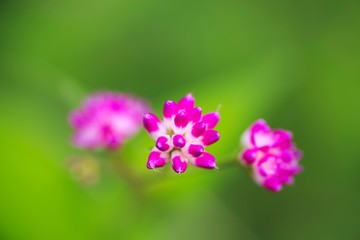 Polygonum thunbergii (Mizosoba)