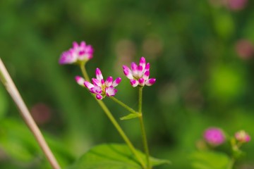 Polygonum thunbergii (Mizosoba)