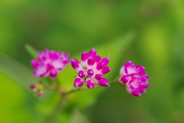 Polygonum thunbergii (Mizosoba)