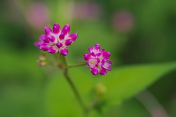 Polygonum thunbergii (Mizosoba)