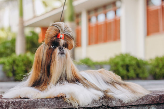 shitzu show dog