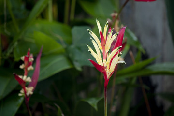 Heliconia psittacorum flowers yellow and red color with green leaves in garden.