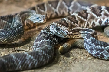 Rattlesnake, Crotalus atrox. Western Diamondback. Dangerous snake.