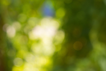Obraz premium Green bokeh tree background colorful multi colored.