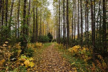 Fototapeta premium autumn colors on forest path