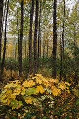 Vertical shot of forest in autumn colors