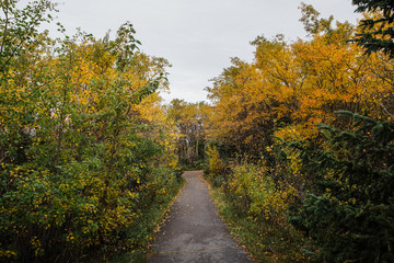 hiking trail in autumn forest on a cloudy day