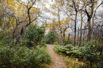 trail in autumn forest