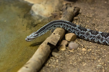 Rattlesnake, Crotalus atrox. Western Diamondback. Dangerous snake.