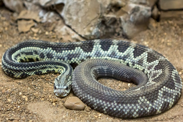 Rattlesnake, Crotalus atrox. Western Diamondback. Dangerous snake.