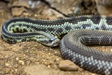 Rattlesnake, Crotalus atrox. Western Diamondback. Dangerous snake.