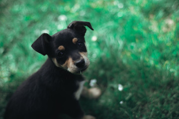 Black cute puppy