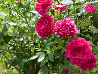 Rosas 1