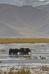 Taheman Grasslands Northwest China