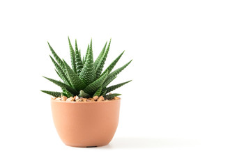 Kleine Pflanze in Topf-Sukkulenten oder Kaktus isoliert auf weißem Hintergrund durch Vorderansicht