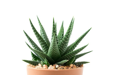 Close up small plant in pot succulents or cactus isolated on white background by front view