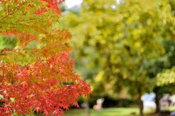 紅葉の始まり/秋が近づいているイメージ