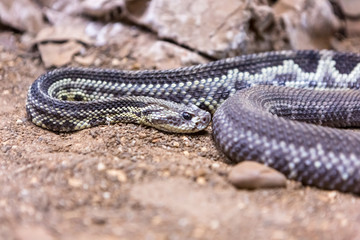 Rattlesnake, Crotalus atrox. Western Diamondback. Dangerous snake.