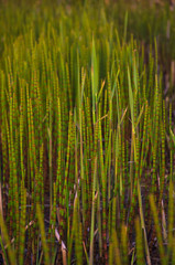 lush thickets of horsetail